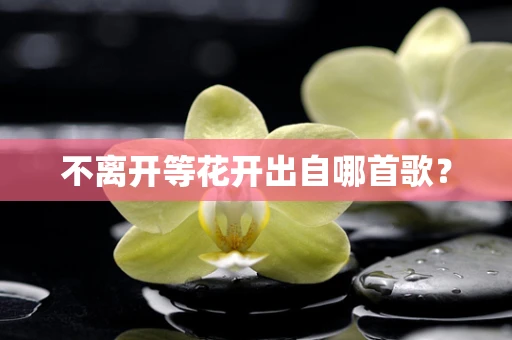不离开等花开出自哪首歌？
