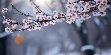 腊梅花开在冬季究竟是哪首歌？