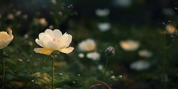 昙花多美路过人间究竟出自哪首歌？