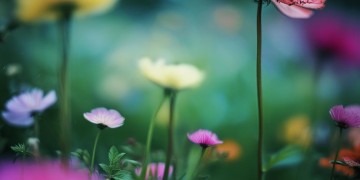 花姐的拉拉究竟是哪首歌？