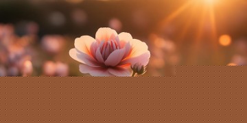 不离开等花开出自哪首歌？