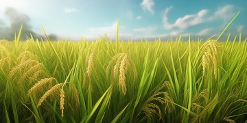 有关于袁隆平的是首什么歌？